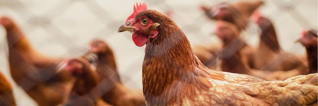 Gripe aviária! Primeira morte humana pela cepa H3N8 é registrada na China