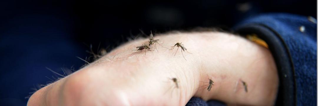 Estudo confirma eficácia de mosquitos modificados no combate à dengue e chikungunya
