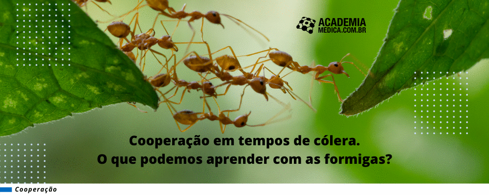 Cooperação em tempos de cólera. O que podemos aprender com as formigas?