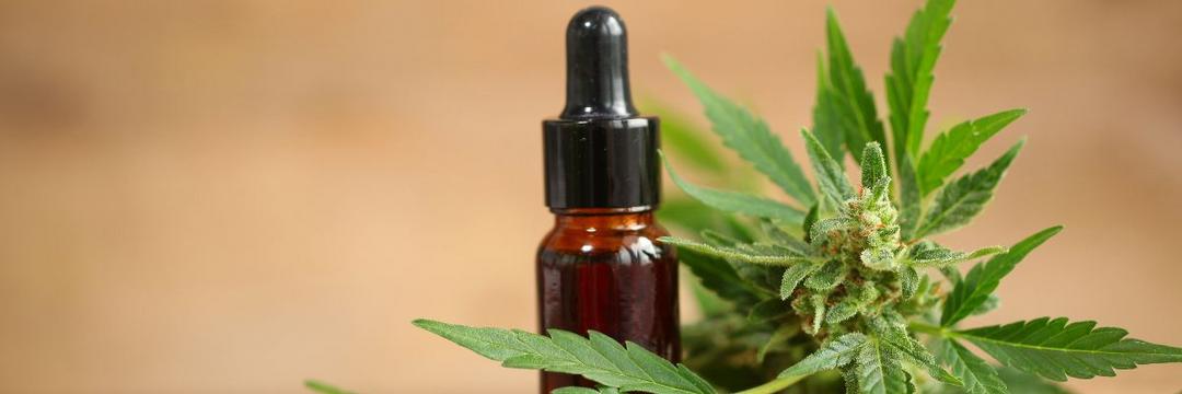 Suspensa resolução que impunha regras para prescrição da Cannabis medicinal 