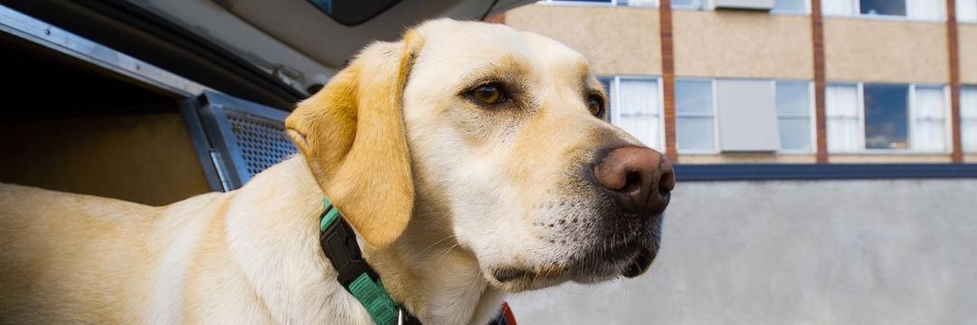 Cães farejadores podem ser treinados para detectar infecções por Covid-19