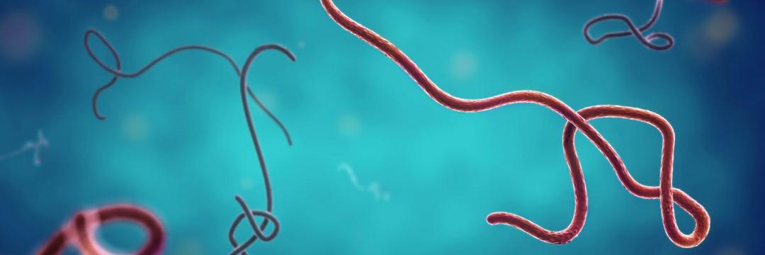 Uganda registra primeira morte por Ebola desde 2019. Vítima contraiu cepa rara do vírus