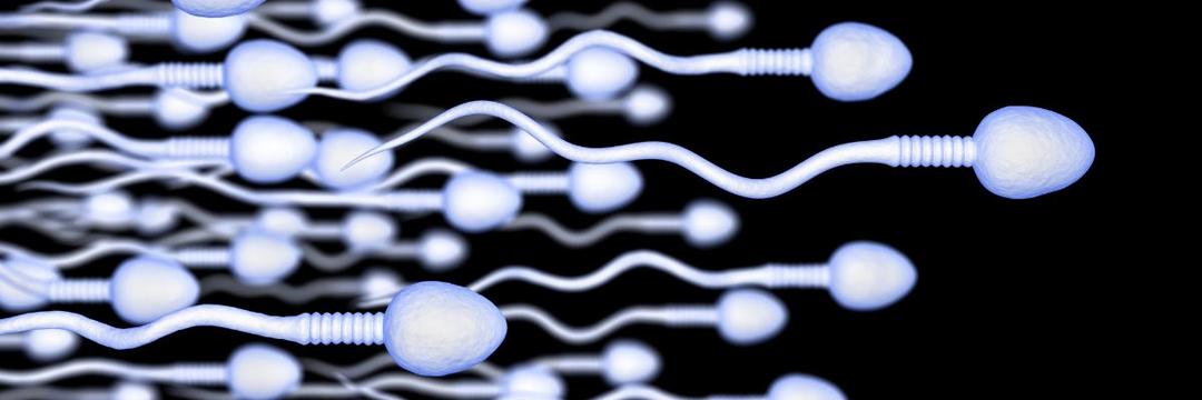 Descoberta molécula com potencial para ser usada como contraceptivo não hormonal masculino