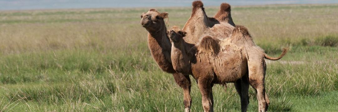 Pesquisadores se preocupam com propagação da “gripe do camelo” entre torcedores no Catar
