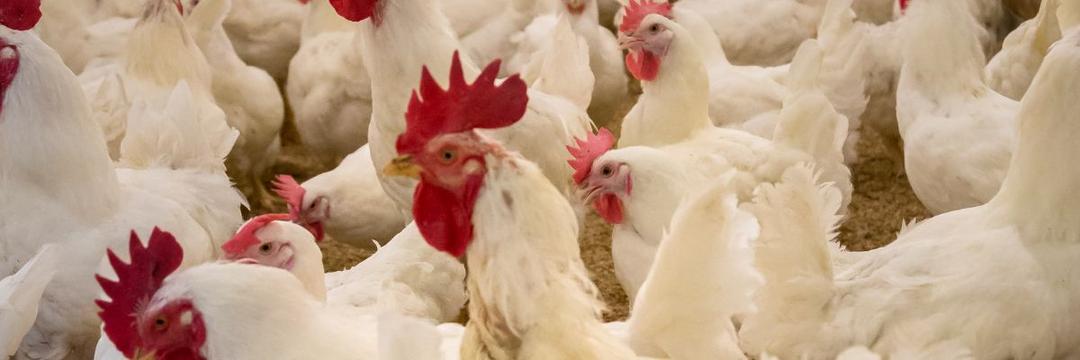 Casos de gripe aviária registrados em cinco países da América Latina. H5N1 pode contaminar seres humanos