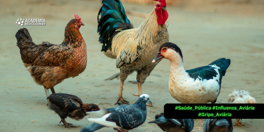 Primeiro caso de influenza aviária em aves domésticas no Brasil: Implicações para o cenário da saúde