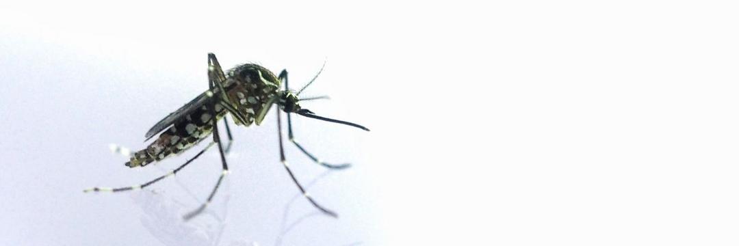 Estudos clínicos mostram que vacina contra a dengue do Instituto Butantan tem eficácia de 79,6%