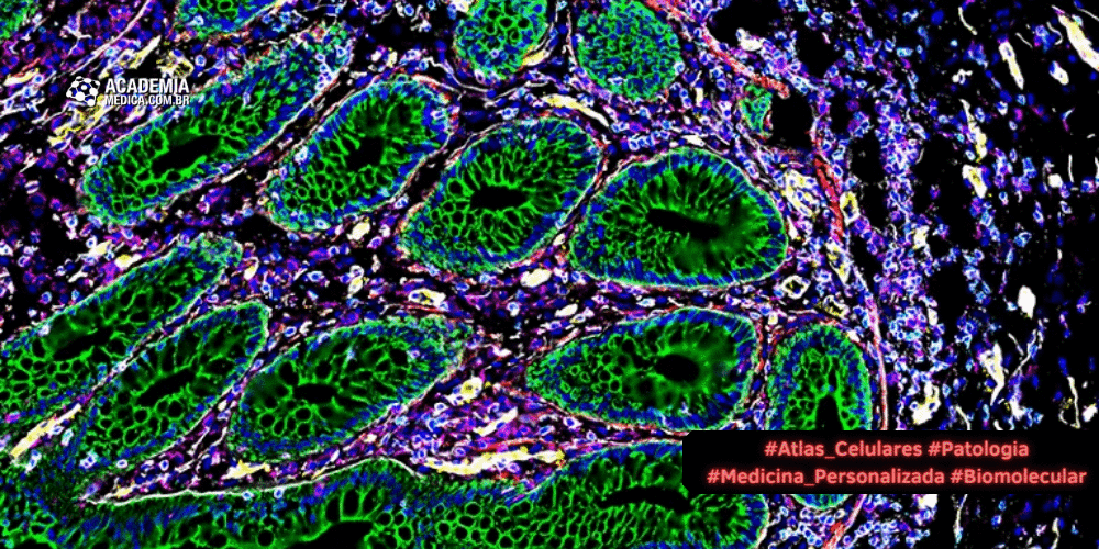 Por dentro de nossos órgãos: As revelações dos Atlas Celulares