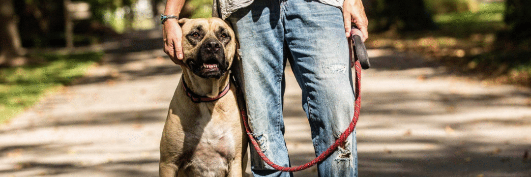 Cães podem farejar odores específicos associados a ataques epiléticos