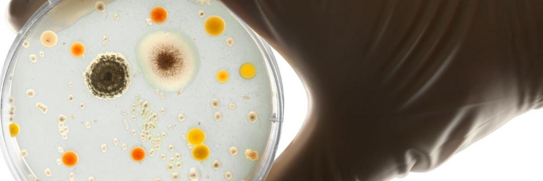 Infecções bacterianas apontadas como segunda causa de mortes no mundo em 2019