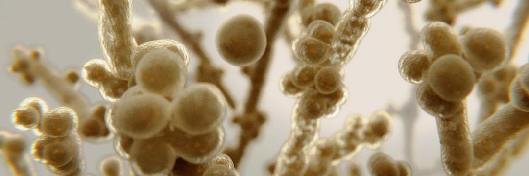 Mudanças climáticas podem tornar os fungos mais perigosos para a saúde