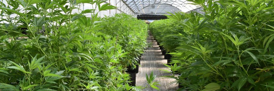 STJ suspende ações relativas ao cultivo de cannabis medicinal no Brasil