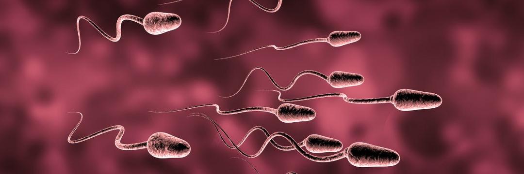 Contagem de espermatozoides humanos cai cerca de 1,1% ao ano no mundo