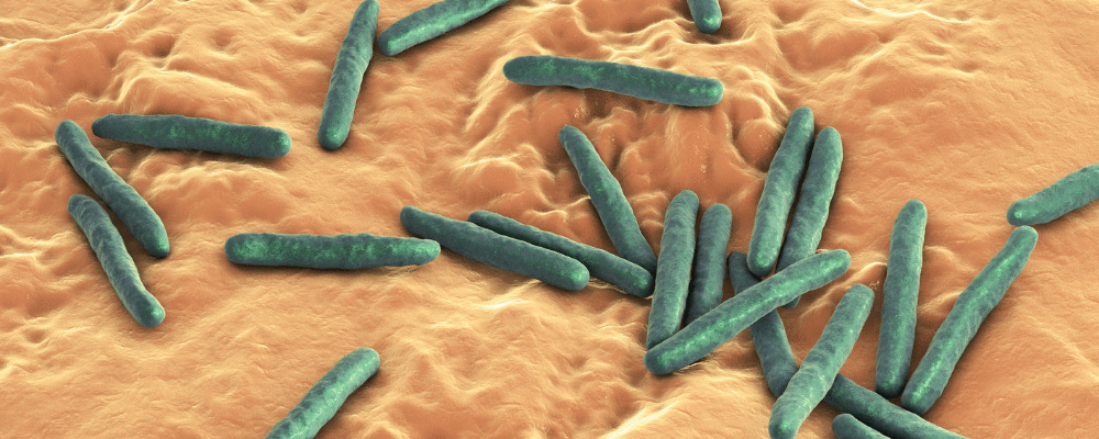 Descoberto novos mecanismos de resistência a drogas usados pelo Mycobacterium tuberculosis