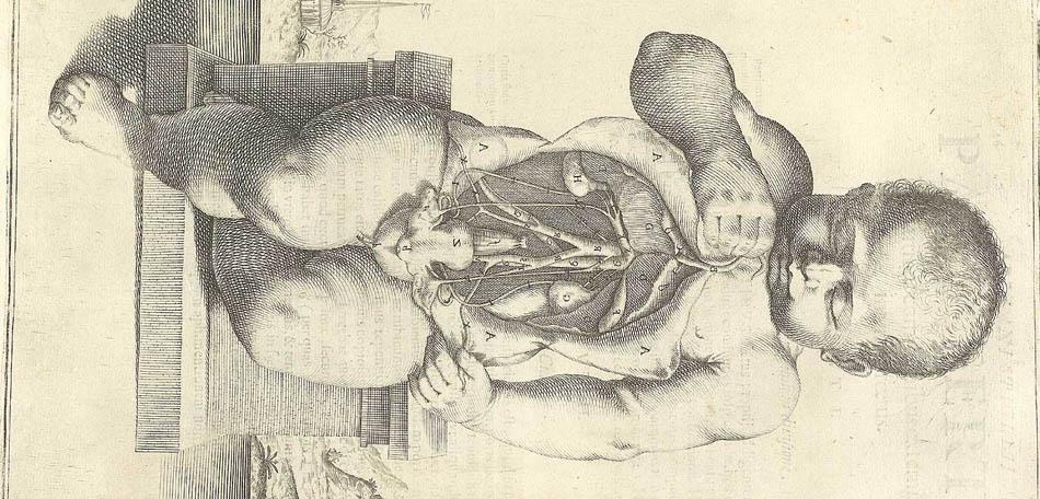 Os primeiros estudos anatômicos: Spiegel