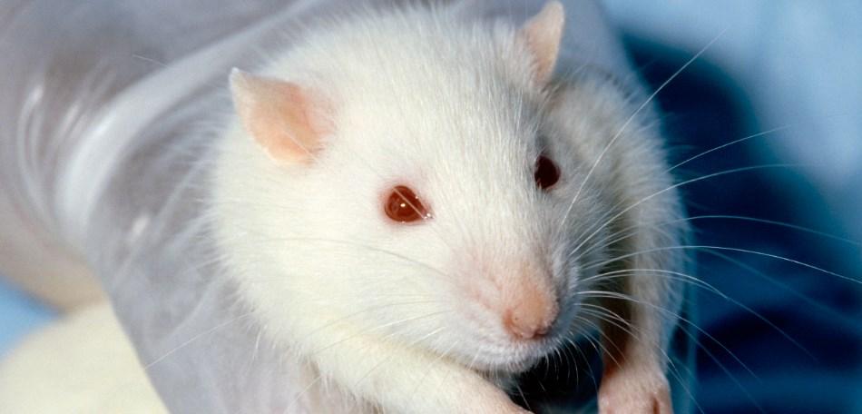 Trabalhos experimentais em ratos podem perder o valor científico