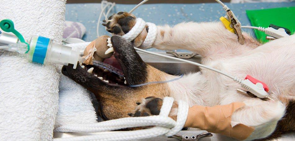 Vislumbre de mais votos tenta proibir uso de animais para ensino da Cirurgia